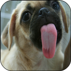Dog Lick Screen Live Wallpaper ikona
