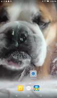 Dog Lick Screen Live Wallpaper Affiche
