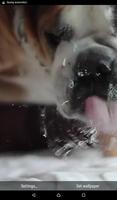Dog Lick Screen Live Wallpaper 스크린샷 2