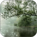 Foggy Stream Live Wallpaper APK