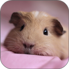 Hamster Licks Screen Wallpaper icône