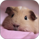 Hamster Licks Screen Wallpaper APK