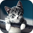 Kitty Live Wallpaper icon