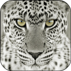 Snow Leopard Live Wallpaper icono