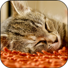 Sleeping Kitten Live Wallpaper ícone