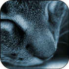 Sleepy Cat Live Wallpaper icône