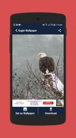 Eagle wallpaper Affiche