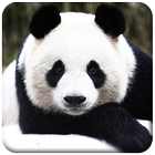 Panda wallpaper icon