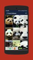 Panda wallpaper ảnh chụp màn hình 3
