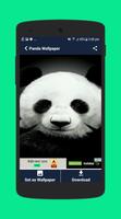Panda wallpaper poster