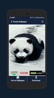 Panda wallpaper ảnh chụp màn hình 2