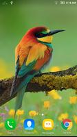 Bird Wallpapers 🦅🕊️ اسکرین شاٹ 2