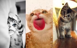 Cat Wallpapers 😺🐈 Screenshot 2