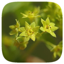 HD Wallpaper - Alchemilla Mollis Flower APK
