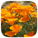 HD Wallpaper - California Poppy Flower APK