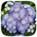 HD Wallpaper - Floss Ageratum Flower APK