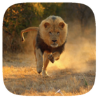 HD Wallpaper - Lions иконка