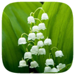 HD Wallpaper - Lily Of The Valley Flower