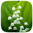 HD Wallpaper - Lily Of The Valley Flower APK