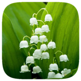 HD Wallpaper - Lily Of The Valley Flower icône