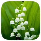 HD Wallpaper - Lily Of The Valley Flower icono