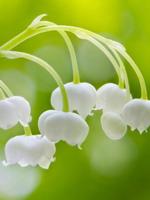 HD Wallpaper - Lily Of The Valley Flower Affiche