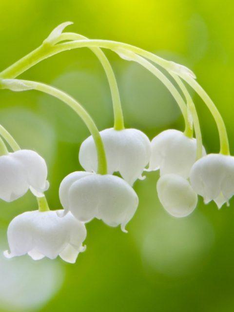 HD Wallpaper - Lily Of The Valley Flower APK pour Android Télécharger HD Wallpaper - Lily Of The Valley Flower APK pour Android Télécharger