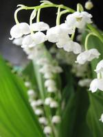 HD Wallpaper - Lily Of The Valley Flower capture d'écran 2