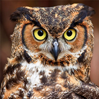Owl Wallpaper icône