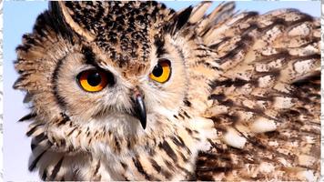 3 Schermata Sfondo Owl
