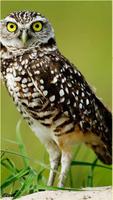 Owl Wallpaper پوسٹر