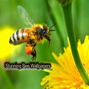 Bee Wallpapers-APK