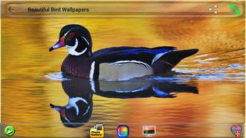 Indah Bird Wallpaper screenshot 3