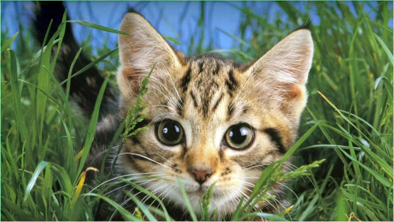 Android向けの猫の壁紙 Apkをダウンロードしましょう