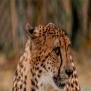 Cheetah Wallpapers-APK