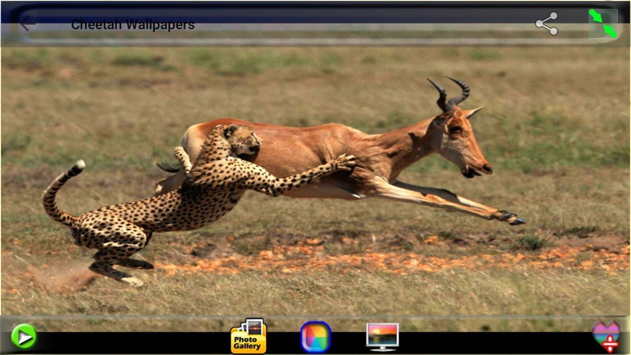 Android 用の チーターの壁紙 Apk をダウンロード