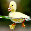 Duck Theme-APK