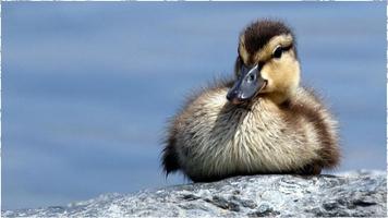 tema del pato captura de pantalla 1