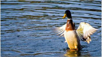 Duck Theme capture d'écran 2