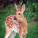 Deer Wallpapers APK