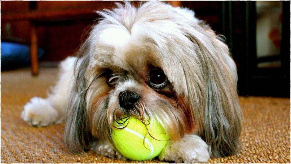 Android 用の 犬の壁紙 Apk をダウンロード