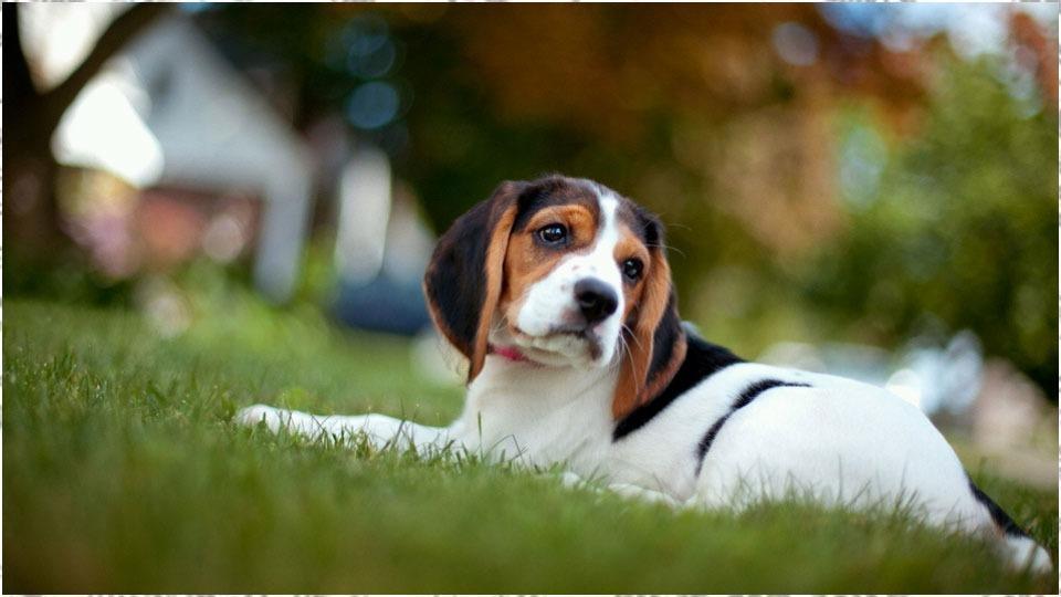 Android 用の 犬の壁紙 Apk をダウンロード Android 用の 犬の壁紙 Apk をダウンロード