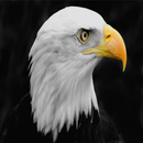 Eagle Backgrounds-APK