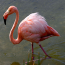 Flamingo Backgrounds-APK
