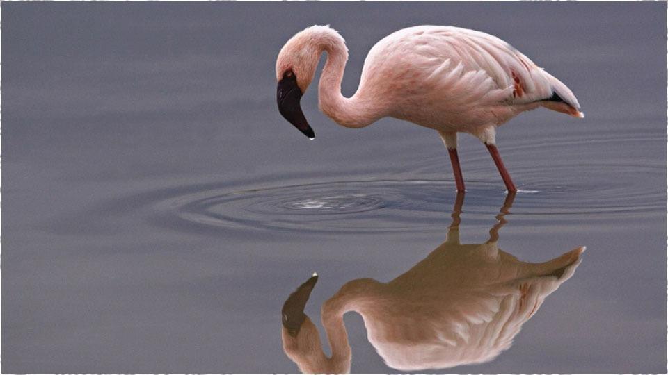 Flamingo Fondos For Android Apk Download - flamingos password roblox