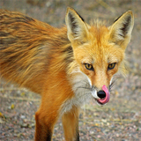 Fondos Fox icono