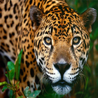 Jaguar Theme icône