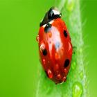 Ladybug Wallpapers-icoon