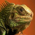 Lizard Wallpapers-icoon