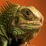 Lizard Wallpapers icon